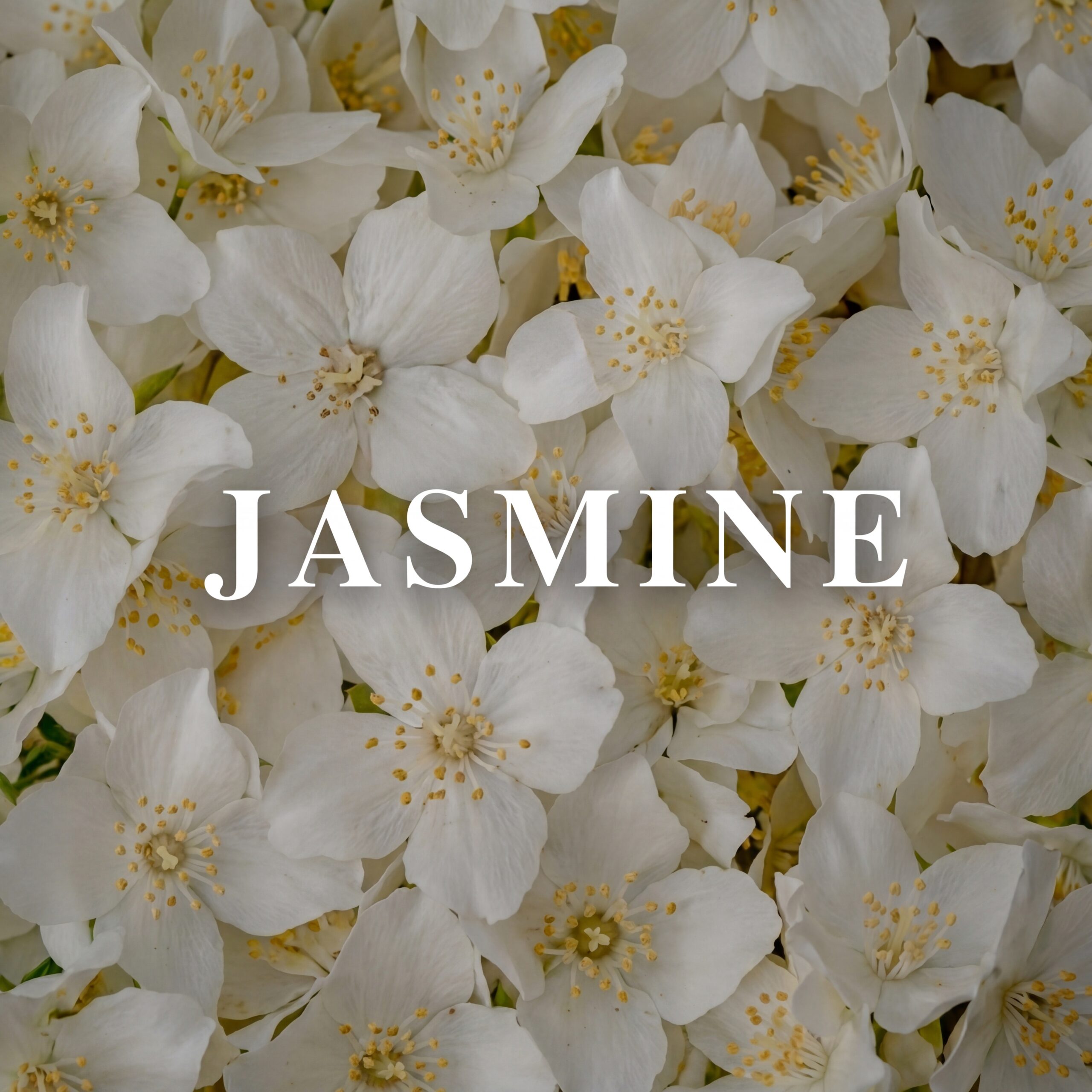 Jasmine
