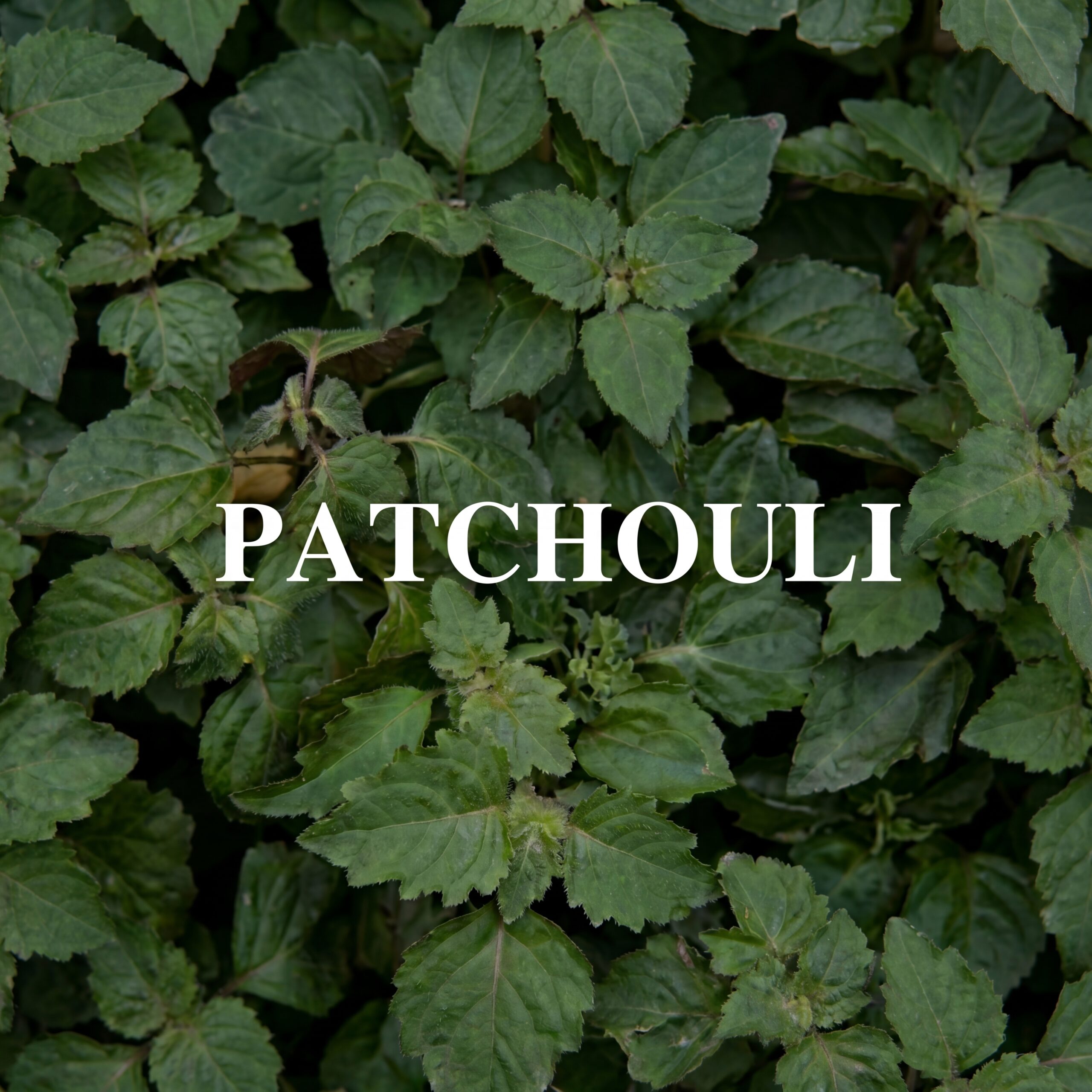 Patchouli